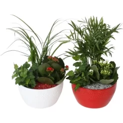 Arrangement Mit Flammendem Käthchen Topf-Ø Ca. 15 Cm