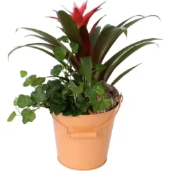 Guzmanien-Arrangement Im Zinkeimer Topf-Ø Ca. 16 Cm