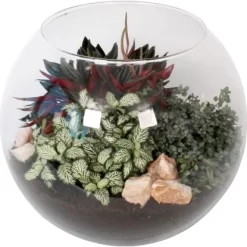 Grünpflanzen-Arrangement In Glas-Kugel Topf-Ø Ca. 28 Cm