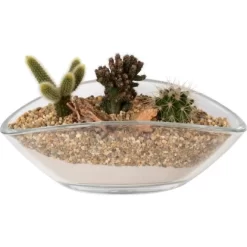 Kaktus-Arrangement Im Glas-Gefäß Topf-Ø Ca. 26 Cm