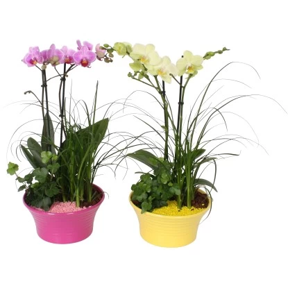 Orchideen-Arrangement Im Bunten Keramik-Gefäß Topf-Ø Ca. 20 Cm 1 Orchideen-Arrangement Im Bunten Keramik-Gefäß Topf-Ø Ca. 20 Cm