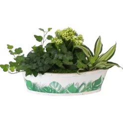 Pflanzen-Arrangement Im Bambus-Boot Topf-Ø Ca. 29 Cm