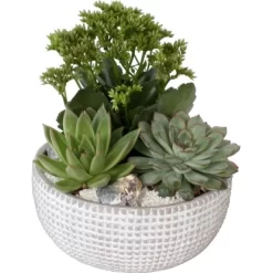 Sukkulenten-Arrangement Im Grauem Beton-Gefäß Topf-Ø Ca. 20 Cm