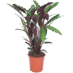 Grünpflanzen Verschiedene Sorten Höhe Ca. 90-120 Cm Topf-Ø Ca. 21 Cm -Schwingen Sie Ihre Topfpflanzen. 8719194146976 4883 03