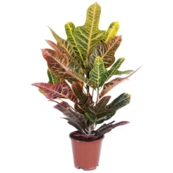 Grünpflanzen Verschiedene Sorten Höhe Ca. 90-120 Cm Topf-Ø Ca. 21 Cm -Schwingen Sie Ihre Topfpflanzen. 8719194146976 4883 05