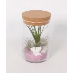Tillandsien-Arrangement Im Korkenglas Topf-Ø Ca. 11 Cm
