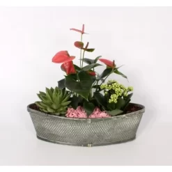 Pflanzen-Arrangement Im Bambus-Boot Topf-Ø Ca. 37 Cm