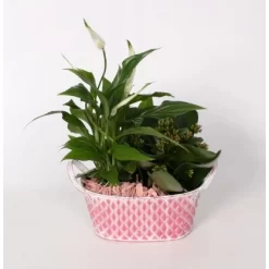 Flammendes Käthchen Und Einblatt Im Zink-Gefäß Topf-Ø Ca. 18 Cm -Schwingen Sie Ihre Topfpflanzen. 8719194194014 4883 3