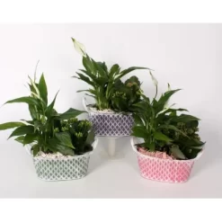 Flammendes Käthchen Und Einblatt Im Zink-Gefäß Topf-Ø Ca. 18 Cm -Schwingen Sie Ihre Topfpflanzen. 8719194194014 4883 4