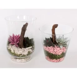 Grünpflanzen-Arrangement Im Glas-Gefäß Topf-Ø Ca. 20 Cm -Schwingen Sie Ihre Topfpflanzen. 8719194194021 4883 3