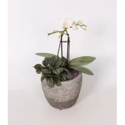 Orchideen-Arrangement In Grauem Beton-Gefäß Topf-Ø Ca. 15 Cm