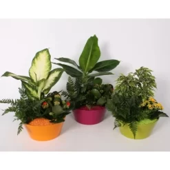 Arrangement Blüh- Und Grünpflanzen Im Farbigen Keramik-Gefäß Topf-Ø Ca. 22 Cm -Schwingen Sie Ihre Topfpflanzen. 8719194194267 4883 4