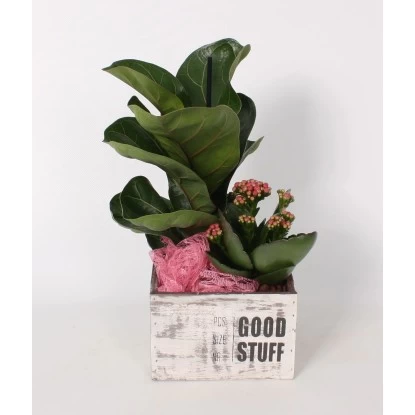 Arrangement Mit Geigenfeige Im Holz-Gefäß Topf-Ø Ca. 15 Cm 1 Arrangement Mit Geigenfeige Im Holz-Gefäß Topf-Ø Ca. 15 Cm