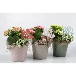 Arrangement Mit Flammendem Käthchen Topf-Ø Ca. 11 Cm -Schwingen Sie Ihre Topfpflanzen. 8719194197992 4883 4