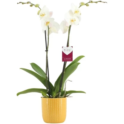 Schmetterlingsorchidee "Cambridge" 2-Trieber Weiß Im Keramik-Gefäß Topf-Ø 12 Cm 1 Schmetterlingsorchidee "Cambridge" 2-Trieber Weiß Im Keramik-Gefäß Topf-Ø 12 Cm