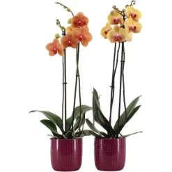 Schmetterlingsorchidee 2-Trieber Vers. Farben Im Keramik-Gefäß Topf Ø Ca. 12 Cm -Schwingen Sie Ihre Topfpflanzen. 8719194198210 4883 3