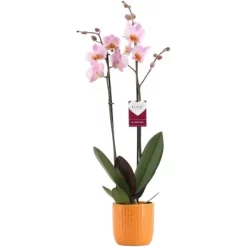 Schmetterlingsorchidee "Cheng Du" 2-Trieber Rosa-Orange Im Orangen Keramik-Gefäß