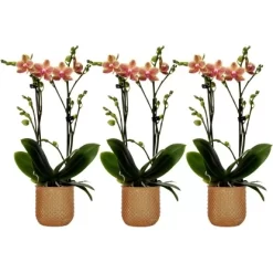 Schmetterlingsorchidee "Kolibri" 2-Trieber Orange Im Glas-Gefäß Topf-Ø 9 Cm