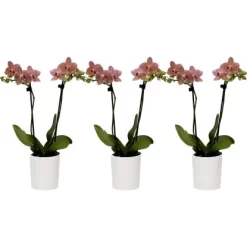 Schmetterlingsorchidee Orange-Gelb 2-Trieber Im Keramik-Gefäß Topf-Ø Ca. 9 Cm