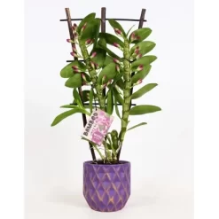 Bambus-Orchidee 2-Trieber Violett Im Keramik-Gefäß Topf-Ø Ca. 12 Cm Dendrobium