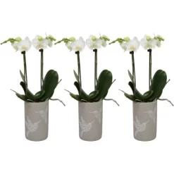 Schmetterlingsorchidee 2-Trieber Weiß Im Keramik-Gefäß Topf-Ø Ca. 9 Cm