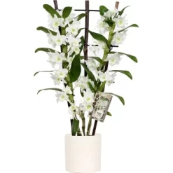 Bambus-Orchidee 2-Trieber Weiß Im Keramik-Gefäß Topf-Ø Ca. 12 Cm