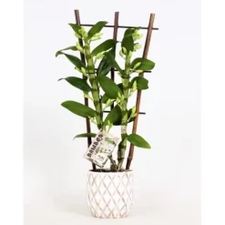 Bambus-Orchidee 2-Trieber Weiß Im Keramik-Gefäß Topf-Ø Ca. 12 Cm Dendrobium