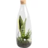 Sansevieria-Arrangement Im Glas-Gefäß Topf-Ø Ca. 15 Cm