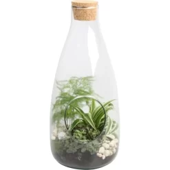 Grünpflanzen-Arrangement Im Glas-Gefäß Topf-Ø Ca. 15 Cm