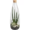 Aloe-Arrangement Im Glas-Gefäß Topf-Ø Ca. 15 Cm