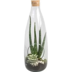 Aloe-Arrangement Im Glas-Gefäß Topf-Ø Ca. 15 Cm
