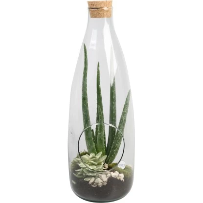 Aloe-Arrangement Im Glas-Gefäß Topf-Ø Ca. 15 Cm 1 Aloe-Arrangement Im Glas-Gefäß Topf-Ø Ca. 15 Cm