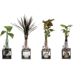 Hydroponik-Arrangement Mit Grünpflanze Topf-Ø Ca. 8 Cm -Schwingen Sie Ihre Topfpflanzen. 8719194200173 4883 5