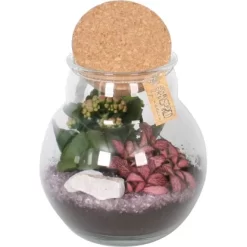 Pflanzen-Arrangement Im Korken-Glas Topf-Ø Ca. 18 Cm