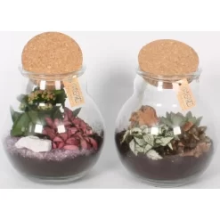 Pflanzen-Arrangement Im Korken-Glas Topf-Ø Ca. 18 Cm -Schwingen Sie Ihre Topfpflanzen. 8719194200180 4883 3