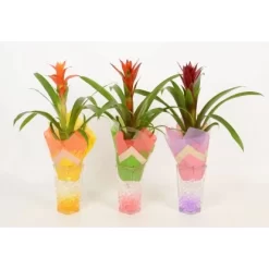 Bromelie In Glasvase Topf-Ø Ca. 6 Cm -Schwingen Sie Ihre Topfpflanzen. 8719194201248 4883 4