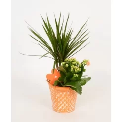 Arrangment In Zinkeimer Verschiedene Farben Topf-Ø Ca. 13 Cm -Schwingen Sie Ihre Topfpflanzen. 8719194201279 4883 3