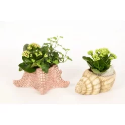 Pflanzen-Arrangement In Meerestier-Keramik Topf-Ø Ca. 20 Cm -Schwingen Sie Ihre Topfpflanzen. 8719194201354 4883 3