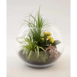 Pflanzenarragement Im Glas-Gefäß Topf-Ø Ca. 29 Cm