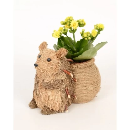 Flammendes Käthchen Im Stroh-Igel Topf-Ø Ca. 16 Cm 1 Flammendes Käthchen Im Stroh-Igel Topf-Ø Ca. 16 Cm