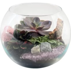 Grünpflanzen-Arrangement Im Glasgefäß Topf-Ø Ca. 20 Cm