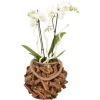 Orchideen-Arrangement Im Holz-Gefäß Topf-Ø Ca. 23 Cm