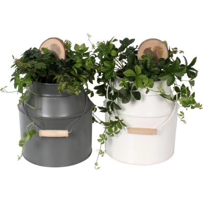 Zwergpfeffer "Rocca Scuro" In Zinkkanne Topf-Ø Ca. 16 Cm 1 Zwergpfeffer "Rocca Scuro" In Zinkkanne Topf-Ø Ca. 16 Cm