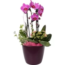 Orchideen-Arrangement Im Keramik-Gefäß Topf-Ø Ca. 20 Cm