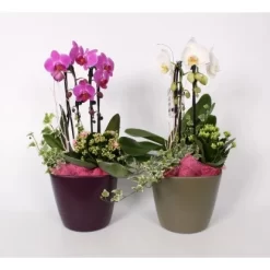 Orchideen-Arrangement Im Keramik-Gefäß Topf-Ø Ca. 20 Cm -Schwingen Sie Ihre Topfpflanzen. 8719194201668 4883 3