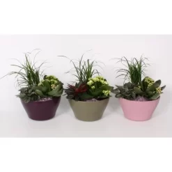 Pflanzen-Arrangement Im Keramik-Gefäß Topf-Ø Ca. 16 Cm -Schwingen Sie Ihre Topfpflanzen. 8719194201675 4883 4