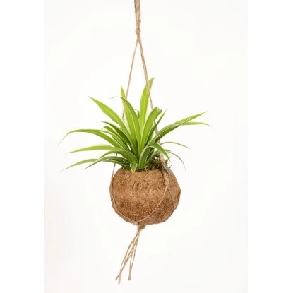 Blattpflanze Verschiedene Sorten In Kokedama-Ampel Topf-Ø Ca. 12 Cm 4 Blattpflanze Verschiedene Sorten In Kokedama-Ampel Topf-Ø Ca. 12 Cm – Bild 4