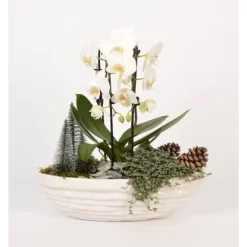 Orchideen-Arrangement Im Ovalen Keramik-Gefäß Topf-Ø Ca. 40 Cm