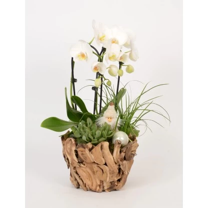 Orchideen-Arrangement Im Holz-Gefäß Topf-Ø Ca. 22 Cm 1 Orchideen-Arrangement Im Holz-Gefäß Topf-Ø Ca. 22 Cm