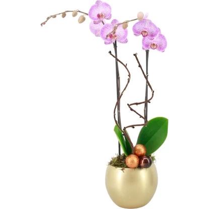Orchideen-Arrangement In Kugelkeramik Topf-Ø Ca. 15 Cm 1 Orchideen-Arrangement In Kugelkeramik Topf-Ø Ca. 15 Cm